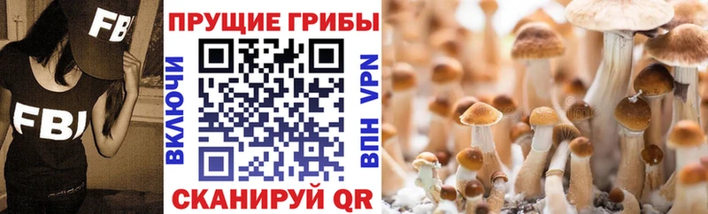Псилоцибиновые грибы Psilocybine cubensis  Купить  Великие Луки 